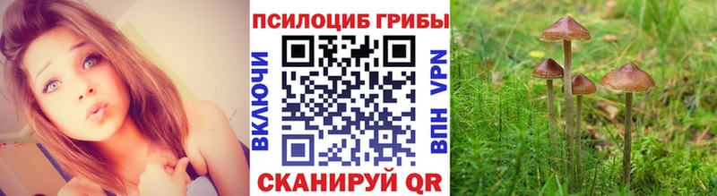 Галлюциногенные грибы Psilocybe  Наволоки 